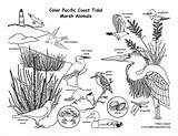 Marsh Tidal Coloring Pacific Coast Nature sketch template