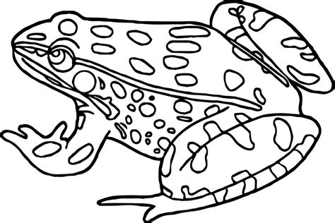 reptiles  amphibians pages coloring pages