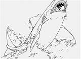 Coloring Shark Pages Great Adults Color Getcolorings Getdrawings sketch template