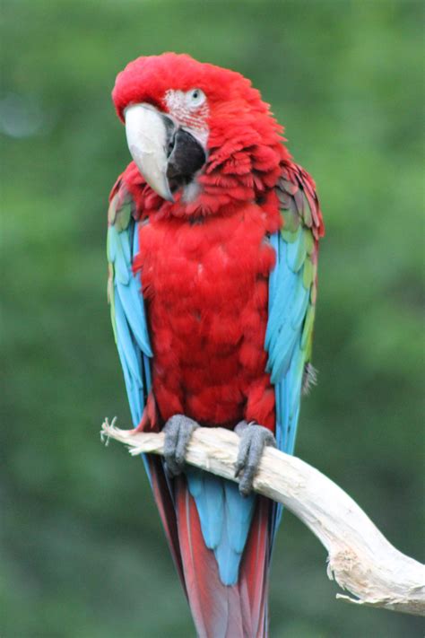 red macaw parrot  emoshunka  deviantart
