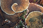 Afbeeldingsresultaten voor "agaricia Grahamae". Grootte: 143 x 95. Bron: www.pinterest.com
