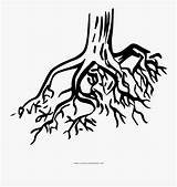 Coloring Roots Root Trunk Pngitem sketch template