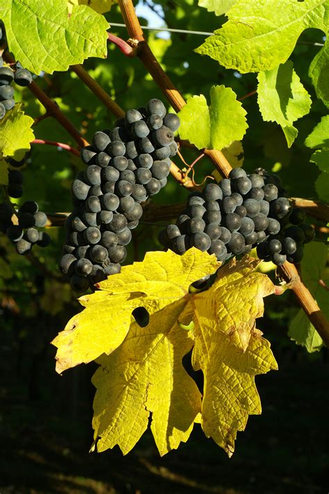acacia pinot noir  winecom