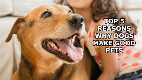 top  reasons  dogs  good pets youtube
