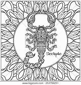 Scorpio Decorative sketch template