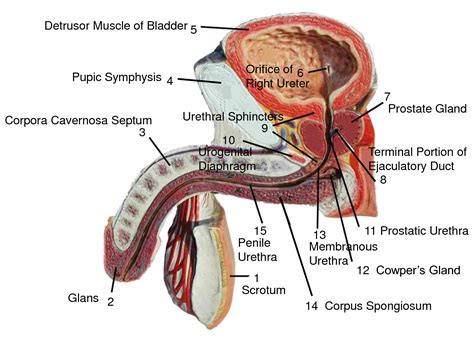 male reproductive system model anatomy and physiology pinterest