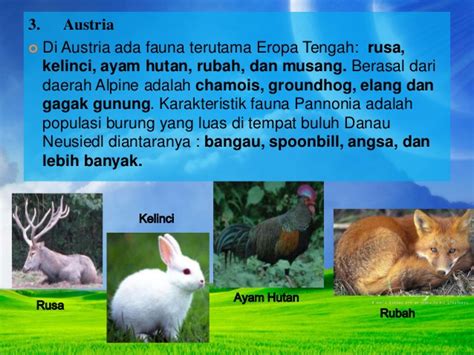 40 Gambar Flora Dan Fauna Di Benua Amerika Koleksi Spesial