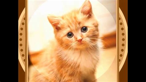 cute cat pictures youtube