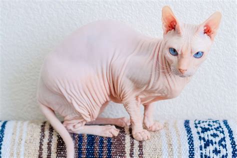 les meilleures races de chats sans poils pour  animal unique
