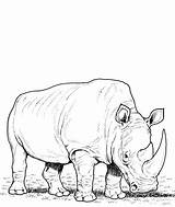 Rhino Rinoceronte Blanco Rinocerontes Rhinoceros Jumanji Pastando Branco Rhinos Worksheets Wolf sketch template