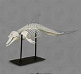 Afbeeldingsresultaten voor Dolfijn Skelet. Grootte: 115 x 106. Bron: boneclones.com