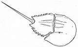 Crab Horseshoe Drawing Getdrawings sketch template