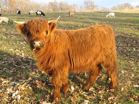miniature highland cattle miniature  breeds   big dogs