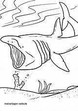Riesenhai Malvorlage Haie Malvorlagen Seite sketch template