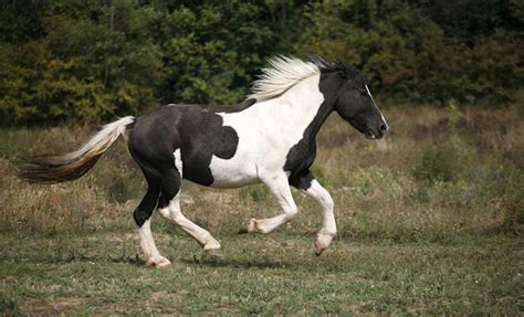 pinto horse breed information  pictures petguide petguide