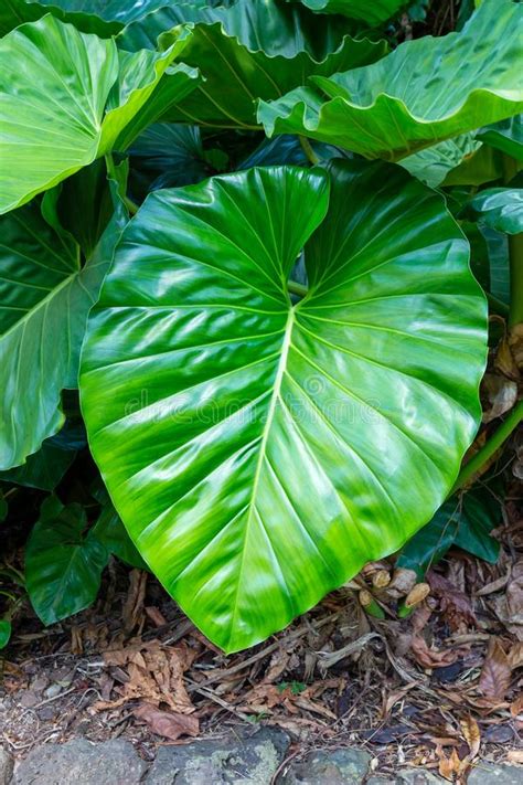 large leaf tropical plant closeup stock image image  large