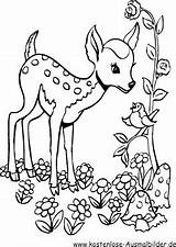 Reh Rehe Ausmalen Ausmalbild Bambi Malvorlage Malen Hirsche Mushrooms Deer Rentier Arbeitsblaetter Pdf Ausmalvorlagen Vorheriges Schablone Dein sketch template