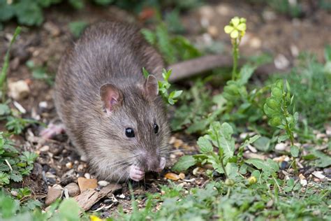 mice dangerous health hazards  humans
