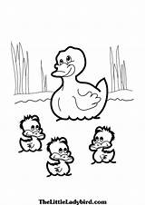 Duck Ducks Coloring Baby Pages Colouring Pond Wanted Drawing Printable Clipart Color Getdrawings Theme Print Getcolorings Mommy Choose Board sketch template