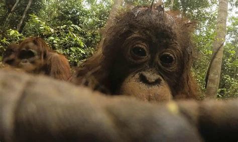 An Orangutan Stole My Camera And Took Close Up Selfies In Pictures