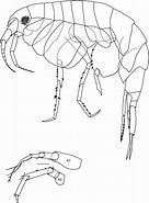 Afbeeldingsresultaten voor "amphilochus Manudens". Grootte: 136 x 185. Bron: www.researchgate.net