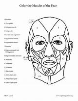 Muscles Face Coloring Anatomy Pages Muscle Facial Expression Printable Book Color Pdf Colouring Realistic Template Print Getcolorings Male Getdrawings Colorings sketch template