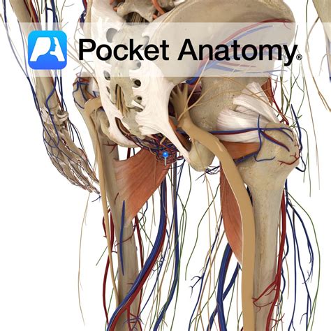 inferior rectal artery pocket anatomy