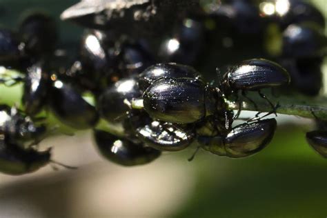 black beetles eating my plant in the pests and diseases forum