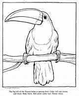 Toucan Dschungeltiere Kolorowanki Dzieci Kolorowanka Toco sketch template