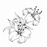 Lily Lilies Vector Drawing Flower Drawings Flowers Pencil Blooming Sketches Watercolor Buds Tattoo Leaves Easy Isolated Card Background Illustration Visit sketch template