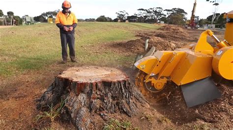 tree stump removal remove  tree stump doovi