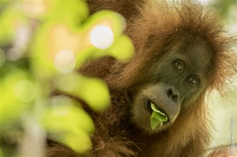 orangutan discovery overshadowed  impending extinction