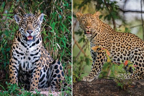 confused  differentiate  jaguar  leopard