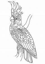 Cockatoo Coloring Pages Crest Popular sketch template