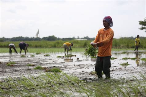 farmers philstarcom