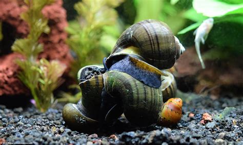 freshwater snails types  aquarium snails   stores