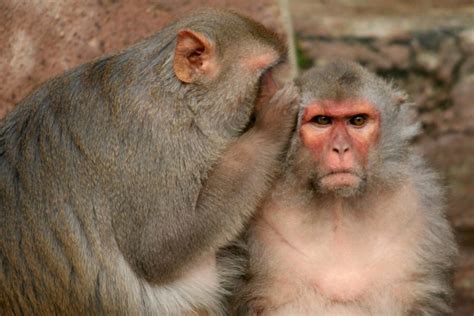 monkeys  talk   stop  animal encyclopedia