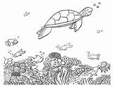 Turtle Reef Yertle Teaching sketch template