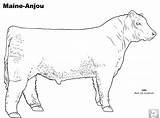 Cattle Coloring Pages Anjou Beef Maine Cow Breed Pdf Printable Drawing Sheets Archive Version Click Visit sketch template