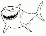 Nemo Shark Coloringhome Educative Seagulls Educativeprintable sketch template