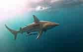 Image result for Blacktip Shark Identification. Size: 168 x 106. Source: www.oceansafrica.com