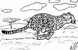 Coloring Cheetah Pages Printable Baby Coloring4free Print Animal Color Cute Savanna Running Sheet Girls Animals Library Clipart Mom Popular sketch template