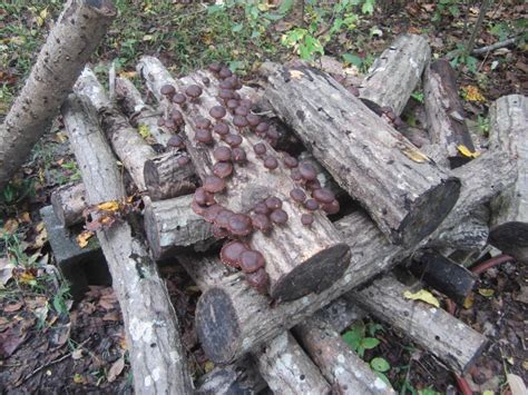 simply resourceful force fruiting mushroom logs