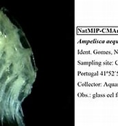 Afbeeldingsresultaten voor "ampelisca Aequicornis". Grootte: 172 x 131. Bron: pt.pecriominho.org