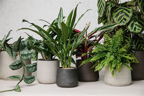 plant designs plant designs supply living plants flowers