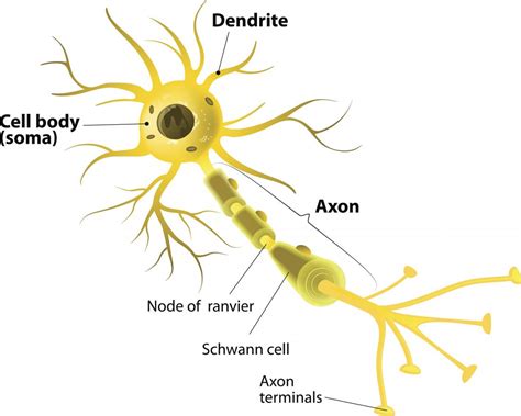 neurons        work