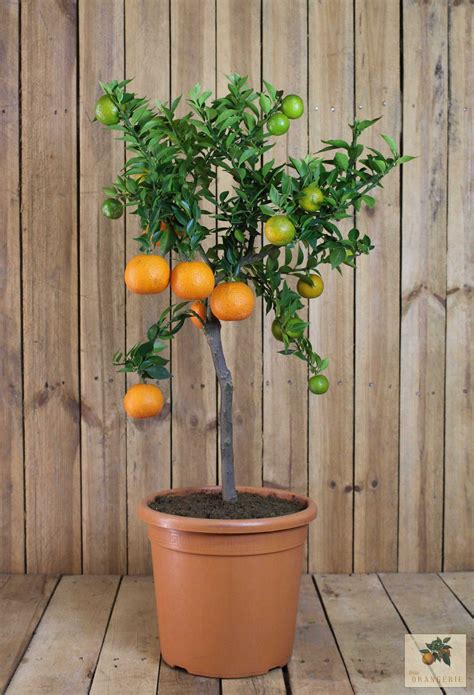 chinotto citrus aurantium var myrtifolia kaufen