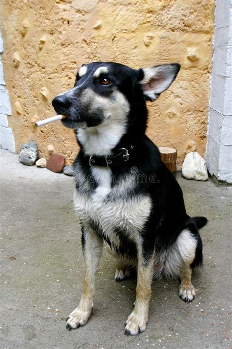 portret van rokende hond stock afbeelding image  huisdier