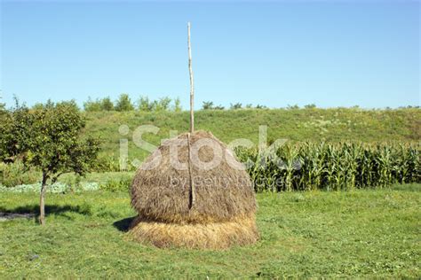 haystack stock photo royalty  freeimages