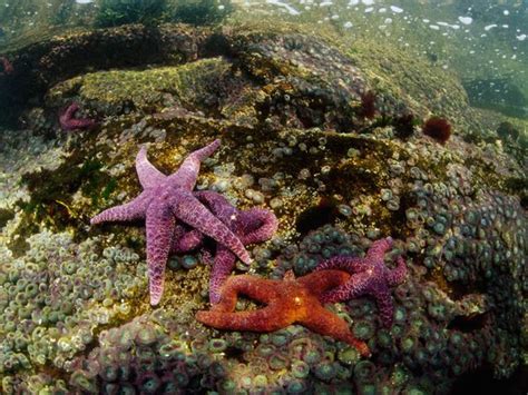 janies biomes starfish  water